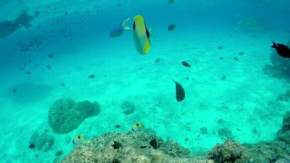 水下慢镜头:热带珊瑚礁上的海洋世界异国情调的鱼类