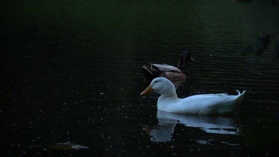 俄勒冈州明格斯公园一只白北京鸭和一只母绿头鸭在池塘里游泳的特写镜头
