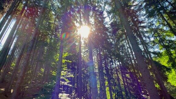 美丽的森林在清晨初升的太阳的光芒下强大的树木和公园