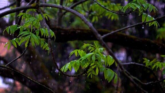 春雨落在白蜡树上