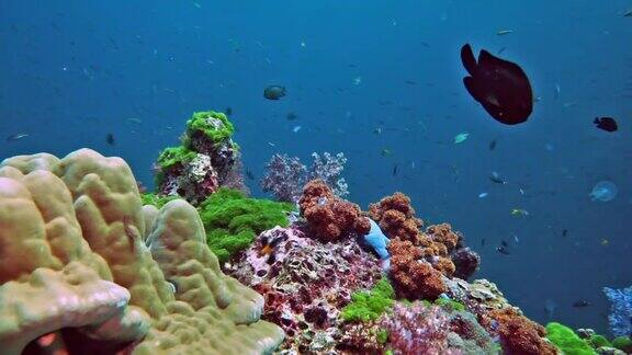 水肺潜水的观点在红色翡翠软珊瑚的原始珊瑚礁欣德昂泰国