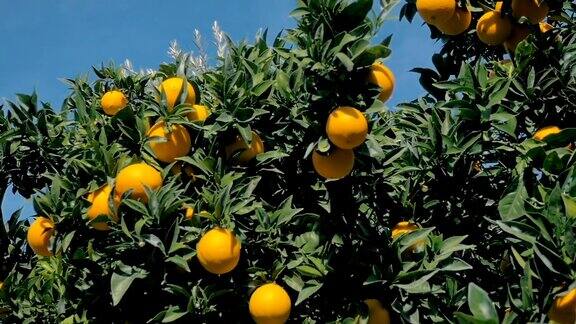 慢镜头:一棵橘子树上挂着成熟多汁的橘子