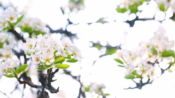 大自然中的花朵