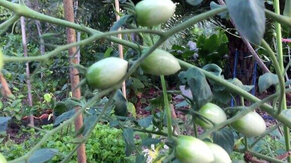 树上生长的未成熟的樱桃番茄