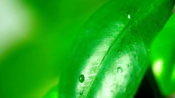 水滴落在绿叶上特写镜头自然背景