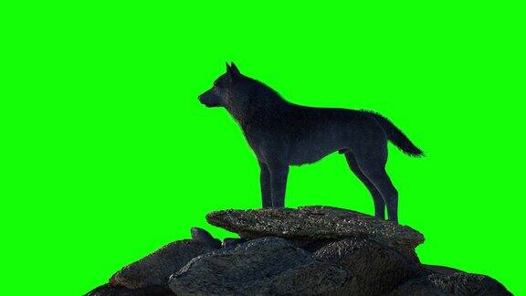 狼在满月嚎叫的剪影在绿色背景上3d渲染