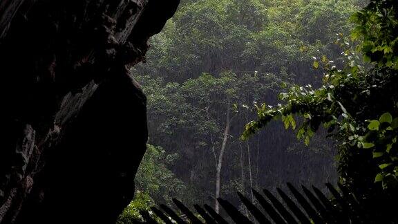 热带雨林的雨滴