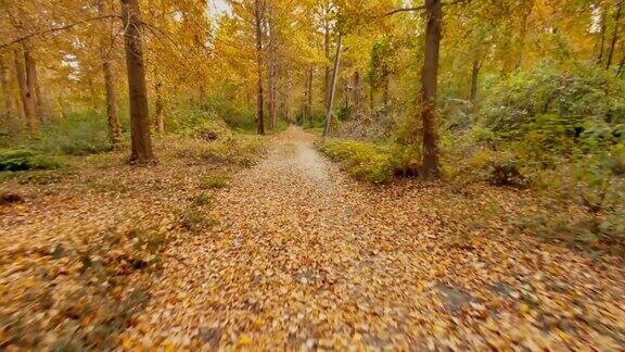秋天的林间小路