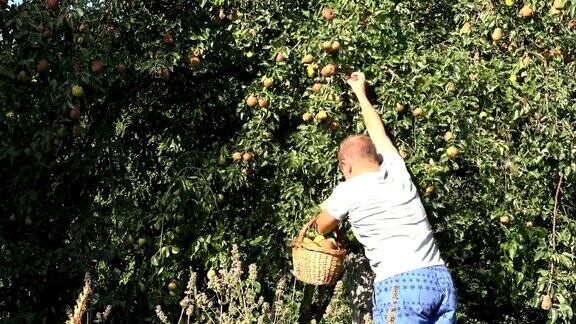 农民男人男人在果园的柳条篮子里收获成熟的梨4k