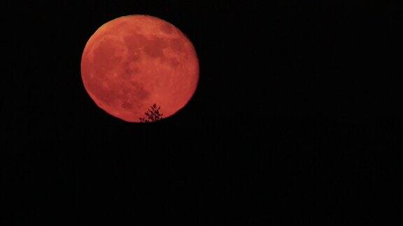 这是一幅夜晚血月在森林上空移动的诡异画面