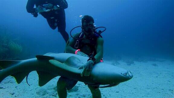 在加勒比海的伯利兹堡礁龙涎香礁一名潜水员抓住并抚摸着一只巨大的护士鲨