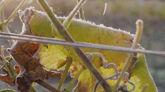 在瑞典一个阳光明媚的秋日葡萄园覆盖着霜冻
