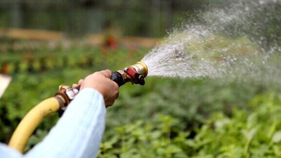 园丁为植物浇水