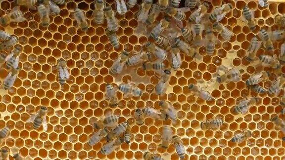 4K靠近蜂房蜂巢的蜜蜂