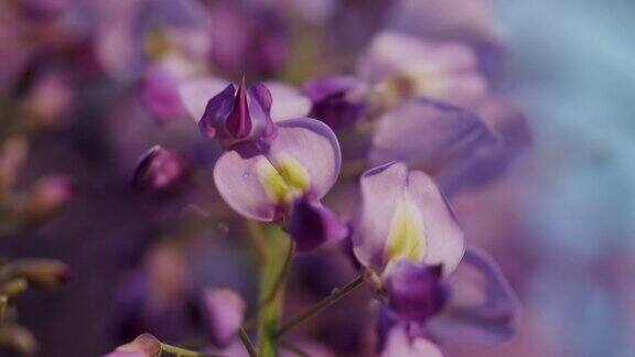 紫藤花滴