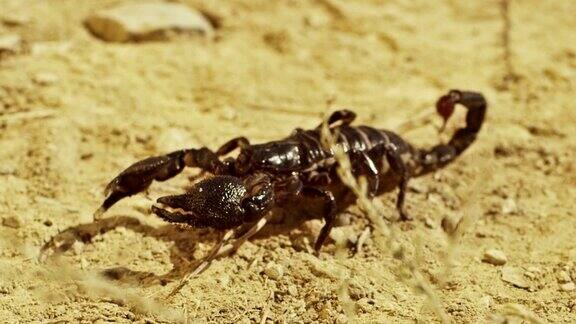 蝎子在沙漠地面上奔跑亚洲黑蝎子的特写镜头由红色巨龙电影摄影机拍摄