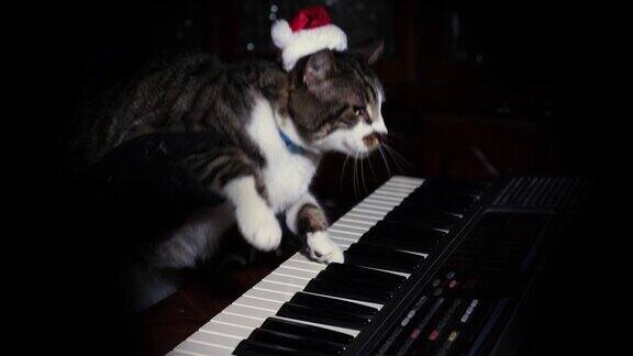 戴圣诞帽的搞笑猫会弹键盘、风琴或钢琴