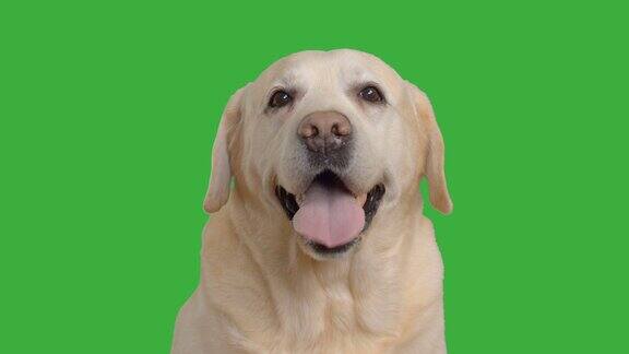 成年拉布拉多犬坐在绿色屏幕上