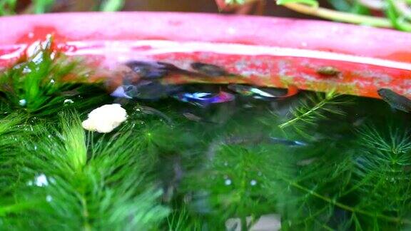 孔雀鱼游来游去在软藻类中寻找食物以水为食
