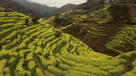 中国黄陵油菜籽梯田鸟瞰图