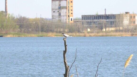 一只海鸥坐在一棵枯树上