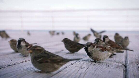 一群麻雀在海边吃面包屑