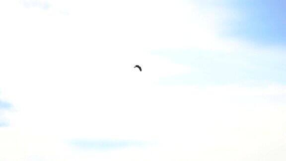 飞翔的高鸟在天空的背景