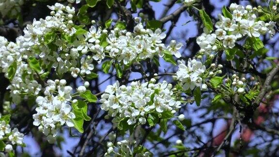 梨花枝春天盛开的花园花梨特写梨花在早春开花春天白花梨花树开花