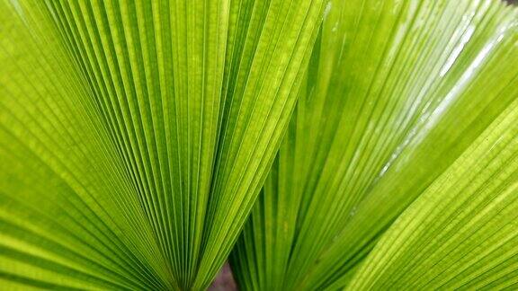 雨水滴落在绿色棕榈叶上