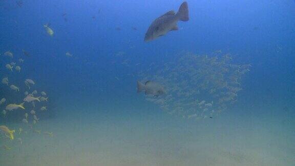 成群的黄尾鲷在卡波普尔莫的珊瑚群附近盘旋