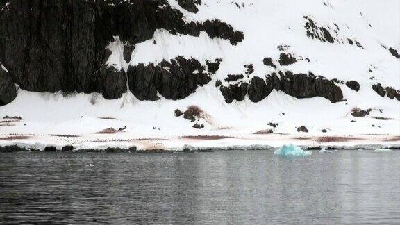 企鹅在多雪的岩石海岸冰山和南极洲海洋的浮冰上