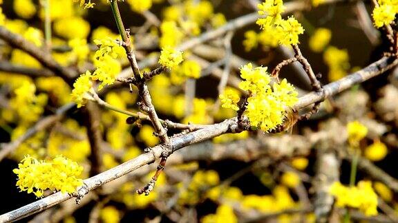 蜜蜂在黄花上