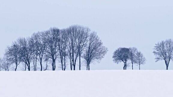 冬日雪地上树木的剪影