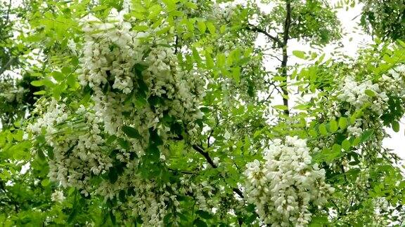 公园的树枝上白色的金合欢花叶随风摇曳