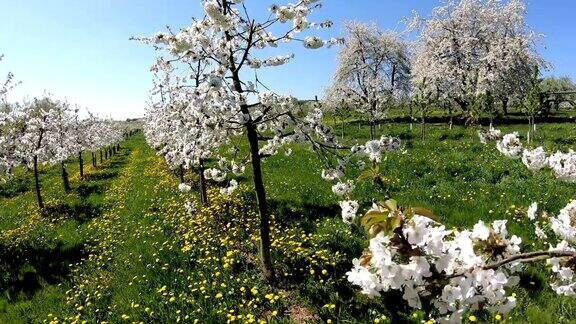樱花树果树种植园春天大自然奇观4K