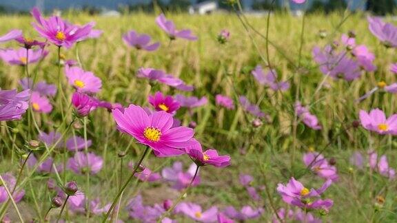 风景优美的日本花