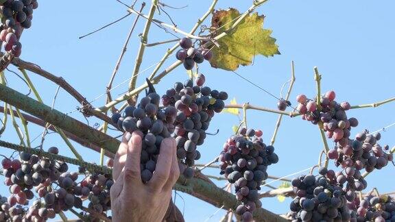 在葡萄园中收获酿酒葡萄以生产葡萄酒在收获期间伊莎贝拉用剪刀剪蓝葡萄