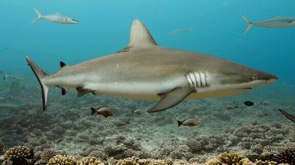 太平洋的灰鲨有鲨鱼在海里游泳的海洋生物在清澈的水中跳水-4K