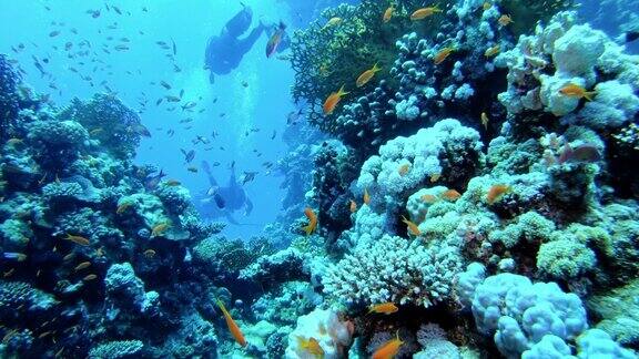 水下生活在珊瑚礁附近潜水有五颜六色的鱼和外来物种