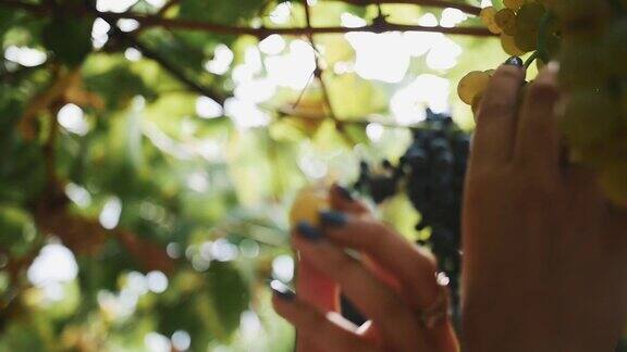 在葡萄园里女人用手捧着一串挂在茎上的葡萄