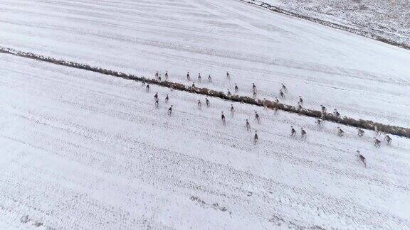 冰岛驯鹿奔跑在冰雪覆盖的大地上