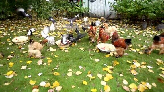 院子里有许多鸡和公鸡鸟类在户外
