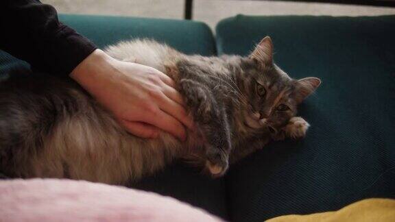 猫咪躺在客厅的沙发上家养动物人的手抚摸灰色小猫的特写毛茸茸的纯种宠物放松和呼噜声没有最好的朋友