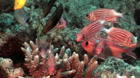 海底珊瑚中有鲜红色条纹的鱼
