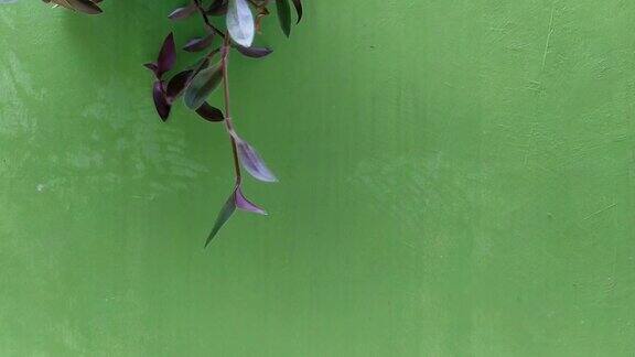 葡萄藤和悬挂的室内植物在绿色的背景下随风飘扬