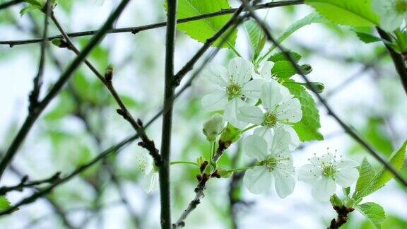 近看多了常见的梨花白花