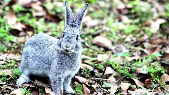 可爱的灰色小兔子