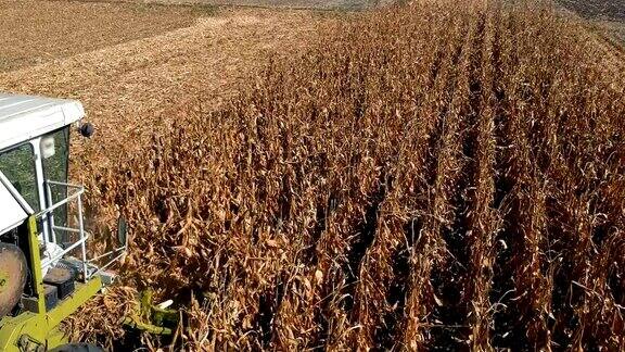 联合收割机在农田中收割干燥的玉米植株