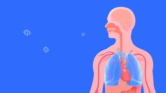 人类呼吸的3d动画随着病毒的进入和离开数量的增加