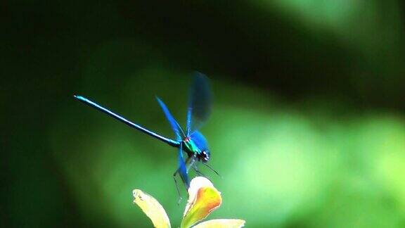 蓝色的漂亮蜻蜓